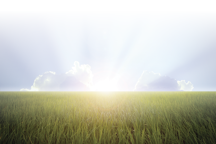 empty grassland and sky at sunrise nature background